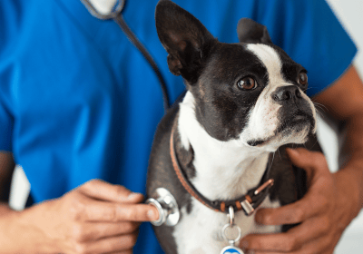 Vet checking dog's heartbeat with stethoscope