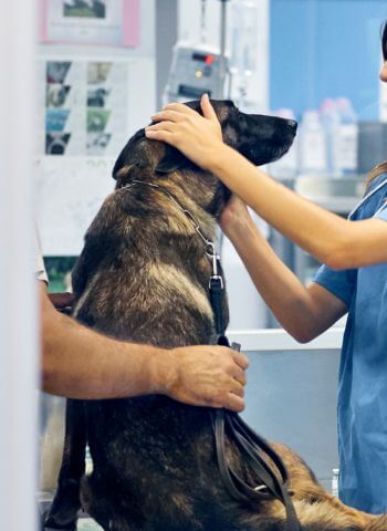 dog at the vet clinic