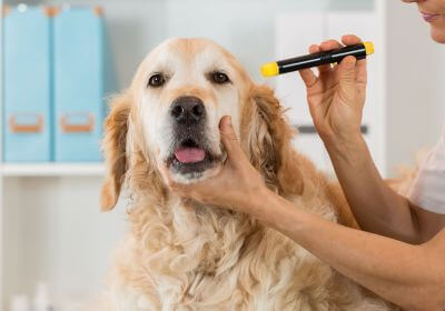 a vet checking dog ear