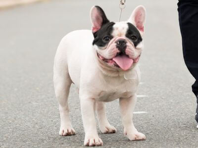 bulldog on daily walk