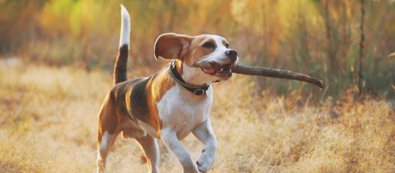 a dog running in the grass