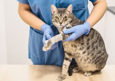 a vet hold dog paw