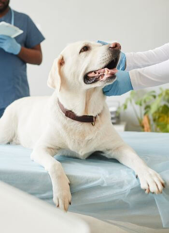 dog at the vet hospital